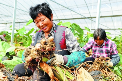 （头条）高淳新农业 “芋”见大丰收