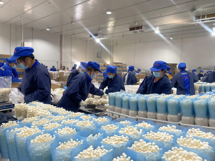 中国（广西）—东盟现代设施食用菌产业高质量发展大会在贵港举办_fororder_图片2