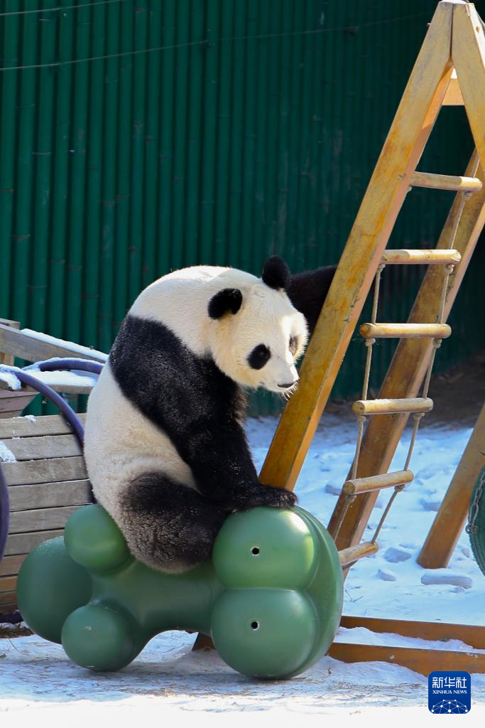 辽宁沈阳：大熊猫雪后小憩