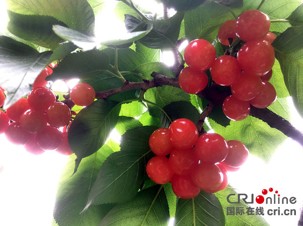 图片默认标题_fororder_1