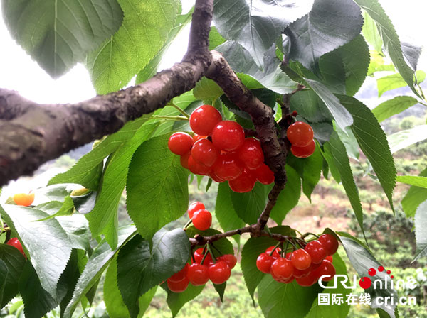 图片默认标题_fororder_3