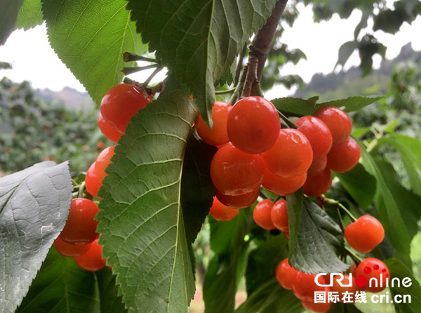 图片默认标题_fororder_4