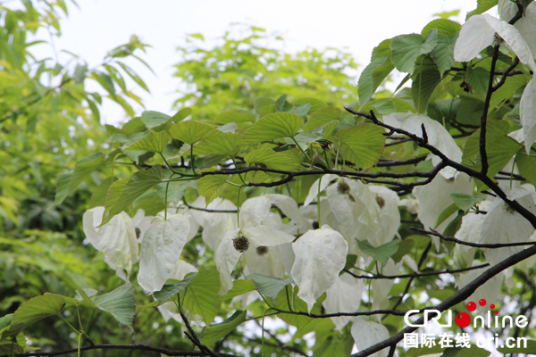 图片默认标题_fororder_2