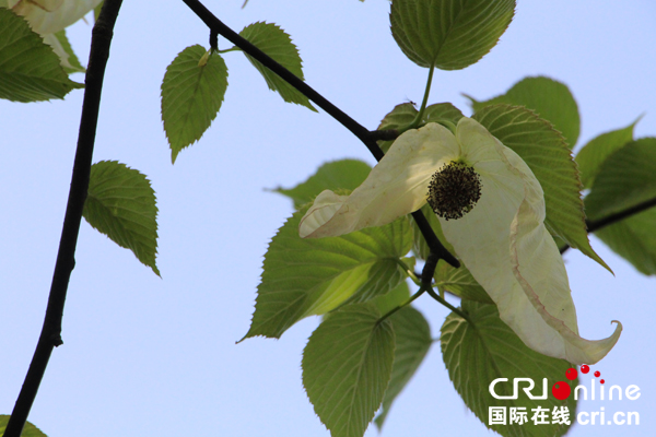 图片默认标题_fororder_白色珙桐花