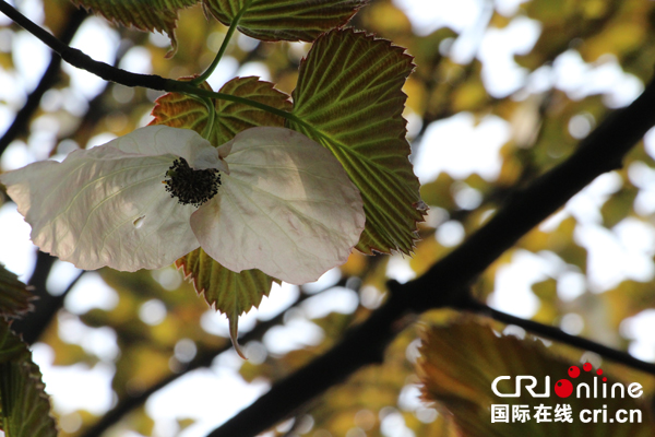 图片默认标题_fororder_粉色珙桐花