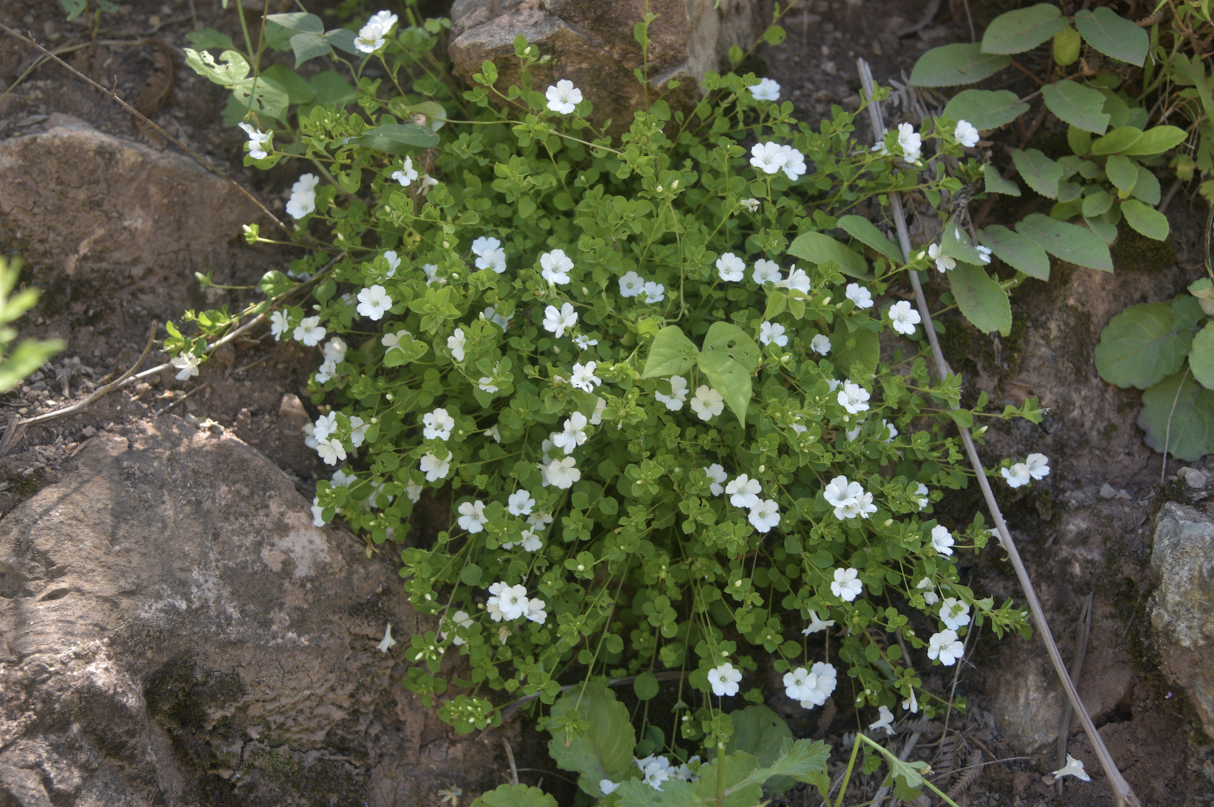(转载)四川发现野生植物新种——美姑青篱柴