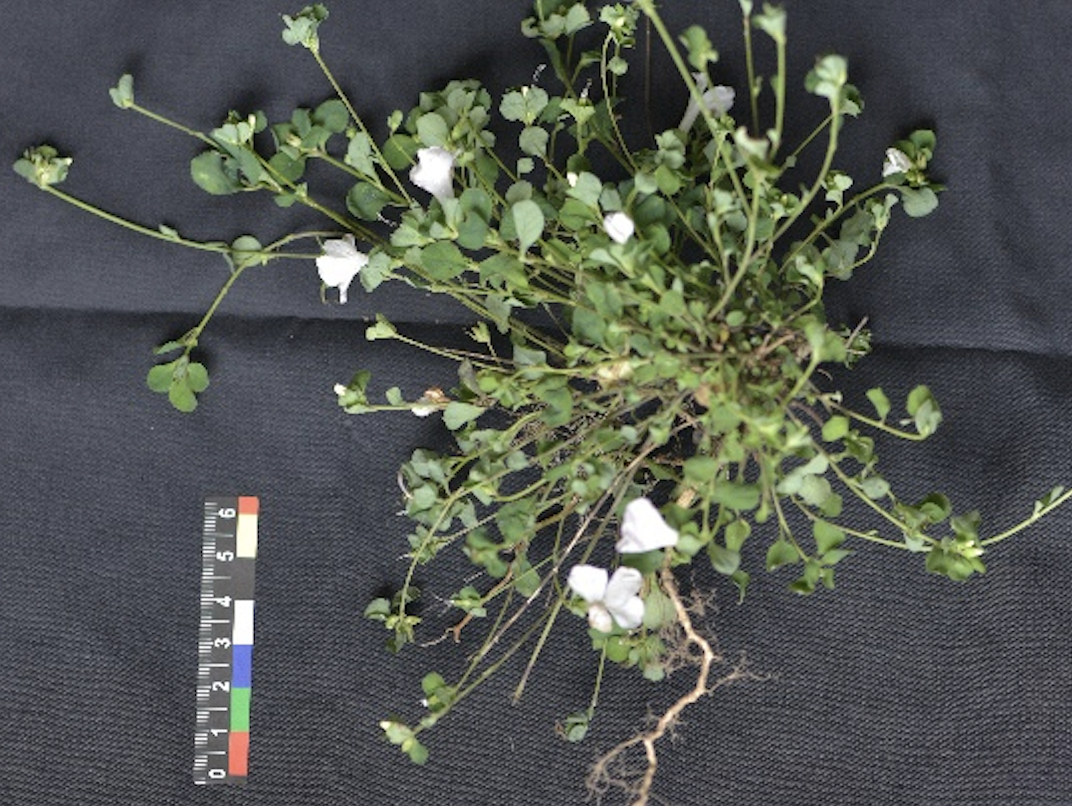 (转载)四川发现野生植物新种——美姑青篱柴