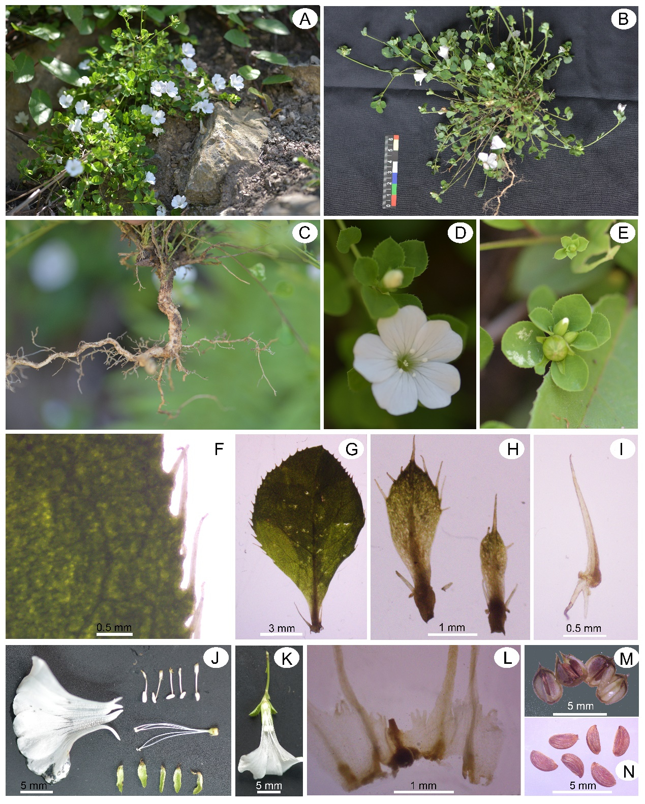 (转载)四川发现野生植物新种——美姑青篱柴