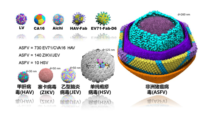 「新华网」我国科学家成功解析非洲猪瘟病毒颗粒精细三维结构 助