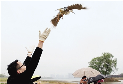 【河南在线-文字列表】“爱鸟周” 郑州130只圈养夜鹭放飞龙湖湿地公园