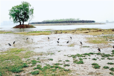 【河南在线-文字列表】“爱鸟周” 郑州130只圈养夜鹭放飞龙湖湿地公园