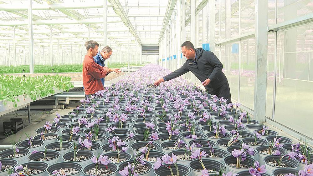 (转载)国重实验室成功试种藏红花 “红色黄金”安家成都_fororder_1a379d13-ec30-41cc-9a6a-2da973f0cddd