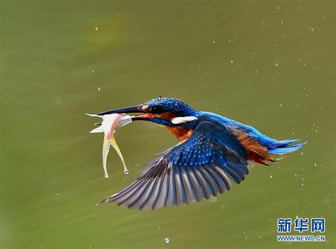 图片默认标题_fororder_1122648306_15231529670581n