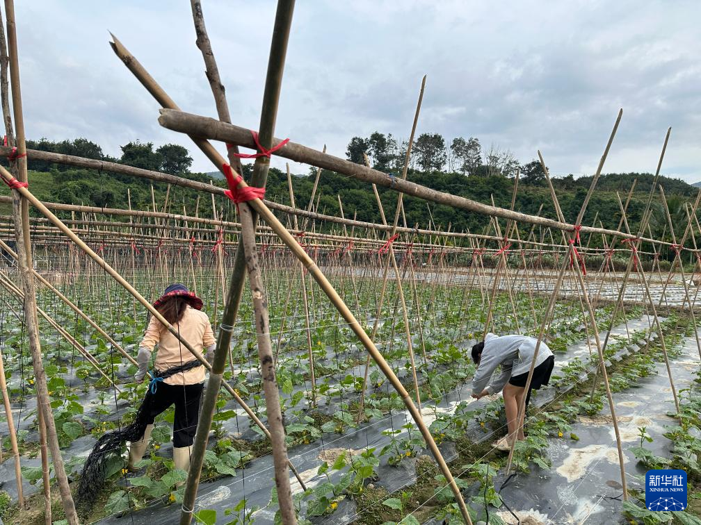 海南三亚:冬春季瓜菜收获忙_fororder_2023122762200e18e2a44867aa339b7907aa2249_20231227f78152493a7744e0a77f47b1256eaf15