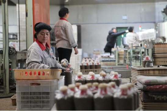 河北平泉:杏鲍菇撑开农民“致富伞”_fororder_河北平泉:杏鲍菇撑开农民“致富伞”515