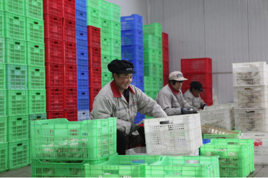 河北平泉:杏鲍菇撑开农民“致富伞”_fororder_河北平泉:杏鲍菇撑开农民“致富伞”578