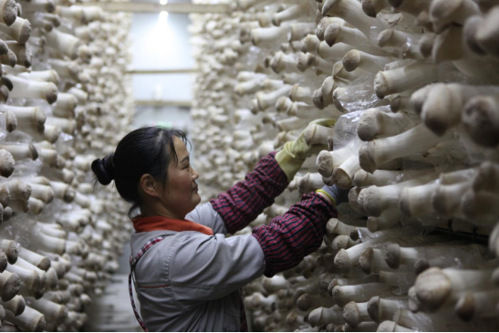 河北平泉:杏鲍菇撑开农民“致富伞”_fororder_河北平泉:杏鲍菇撑开农民“致富伞”548