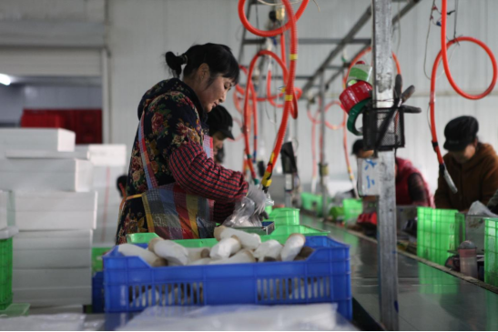 河北平泉:杏鲍菇撑开农民“致富伞”_fororder_河北平泉:杏鲍菇撑开农民“致富伞”605