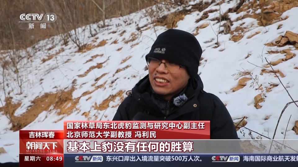 捕食了73号东北豹的东北虎是谁?虎豹专家已查明→