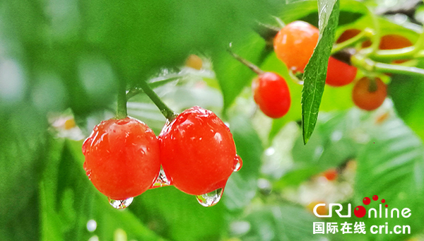 图片默认标题_fororder_雨后的樱桃显得格外水灵（摄影-刘杰）