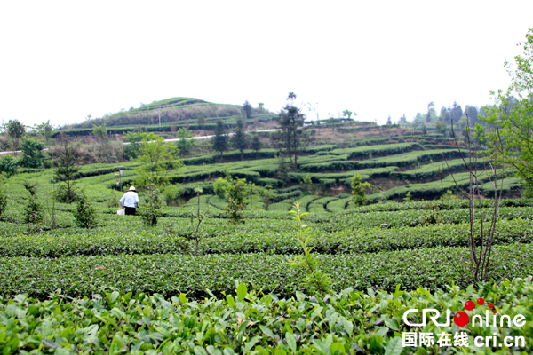 图片默认标题_fororder_落润乡茶产业基地--（摄影-高学兵）2