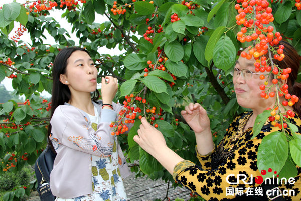 图片默认标题_fororder_游客品尝樱桃--（摄影-高学兵）-3