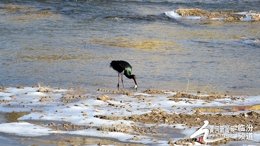 鸟类中的“大熊猫＂黑鹳等珍稀候鸟栖息汾河霍州段