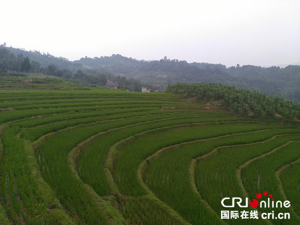 图片默认标题_fororder_同一片水田种植香谷米水稻（摄影：陶荣强）