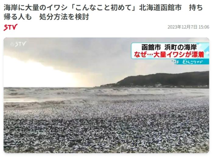 原因不明！日本(Japan)北海道海岸现大量沙丁鱼尸体(图)
