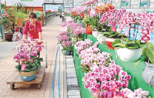 山东滨州：鲜花经济越开越旺