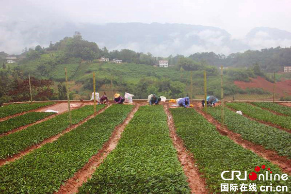图片默认标题_fororder_绿茶茶苗（仁义乡岩峰村委-供图）