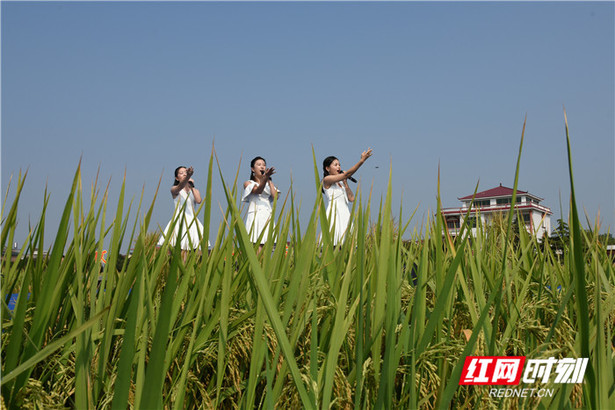 【大图新闻6】在衡东稻田 遇见最动听的中秋乡野之乐