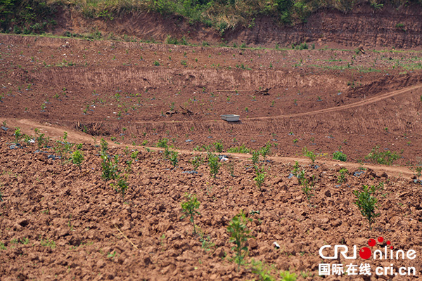 图片默认标题_fororder_柑橘产业园（王家沟村委-供图）