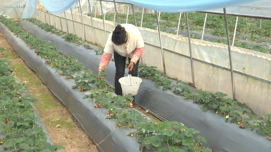 贵州钟山金盆乡：36亩草莓抢“鲜”上市_fororder_基地负责人员正在采摘草莓
