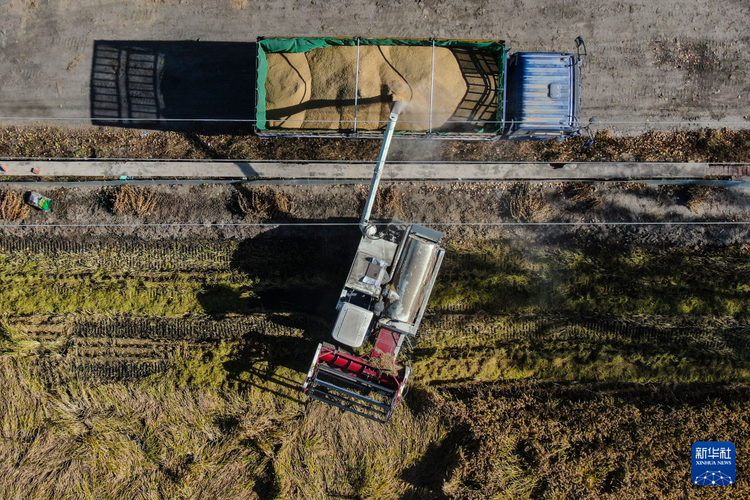 辽宁:良田配良种 绘就好“丰景”