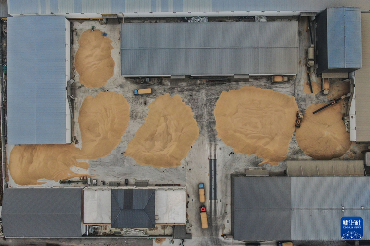 辽宁:良田配良种 绘就好“丰景”