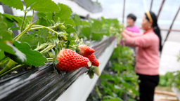 蔬菜种植面积6.6万亩 青岛即墨区设施农业助力冬季增收