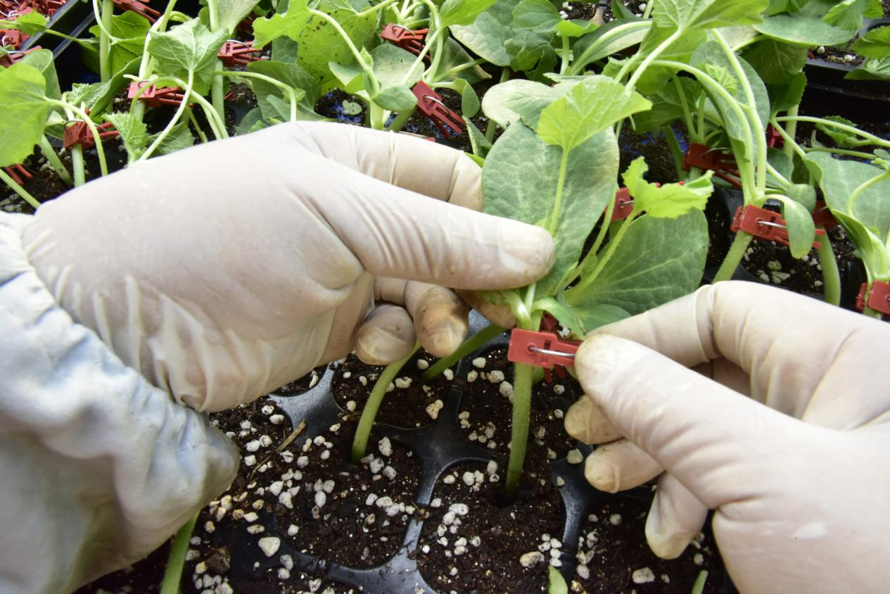 河北青县:“冬闲”变“冬忙” 甜瓜棚里育苗忙_fororder_图片7