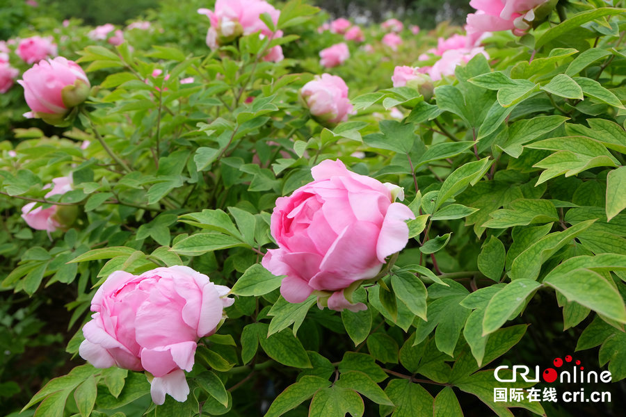 去洛阳 赴一场牡丹盛世之约