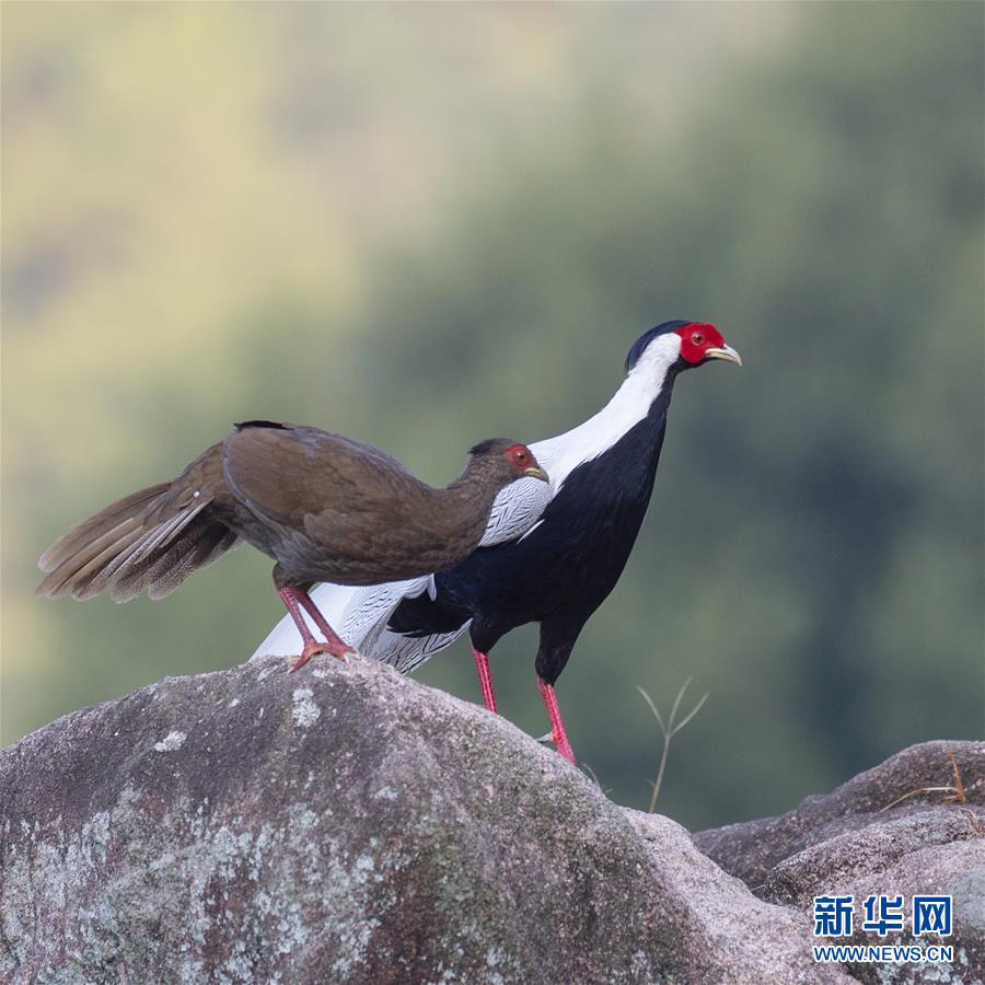 「新华网」鹅仙洞前白鹇飞