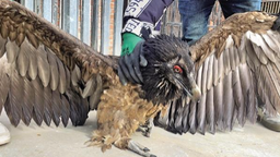 全球数量不足7000只  陕西首次发现胡兀鹫