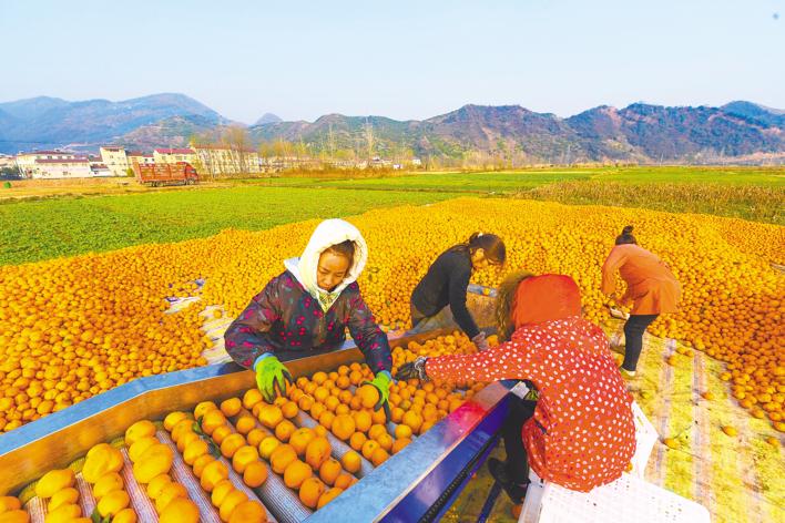 发挥晚熟品种优势 南漳柑橘批量出口俄罗斯