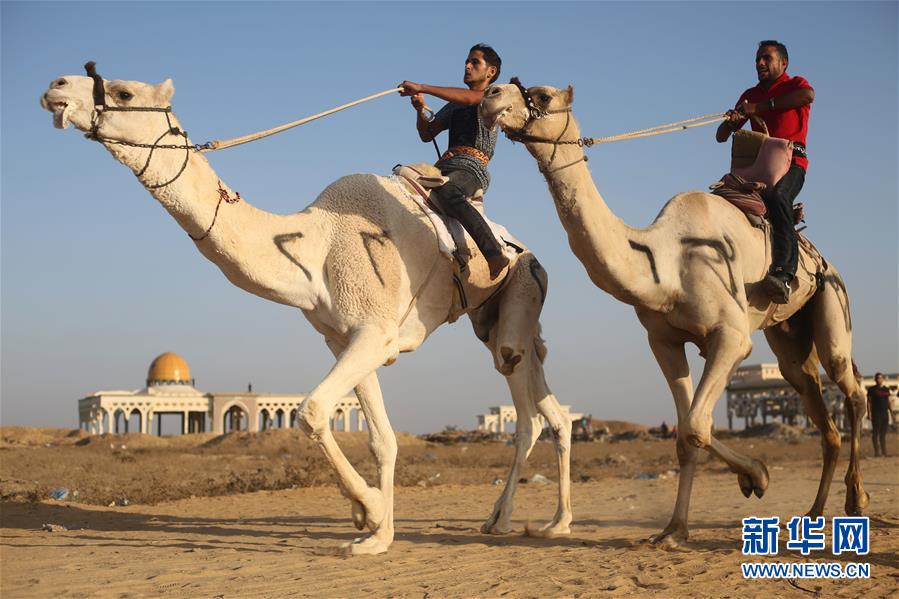 新华网：骆驼赛跑