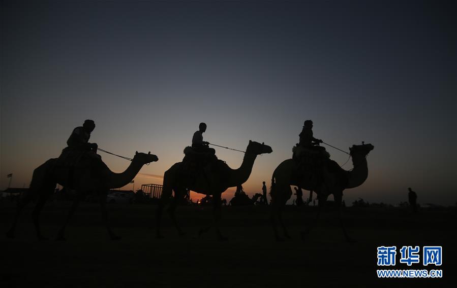 新华网：骆驼赛跑