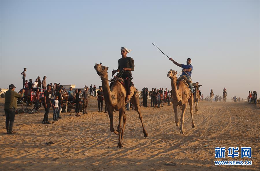 新华网：骆驼赛跑