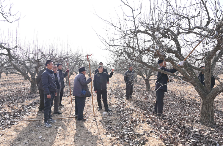 河北盐山:果树专家传经送宝 冬季梨树管护忙_fororder_图片1