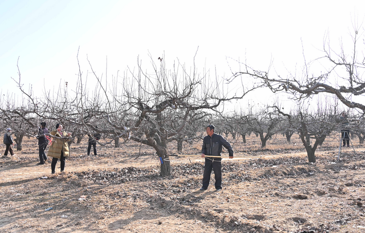 河北盐山:果树专家传经送宝 冬季梨树管护忙_fororder_图片3