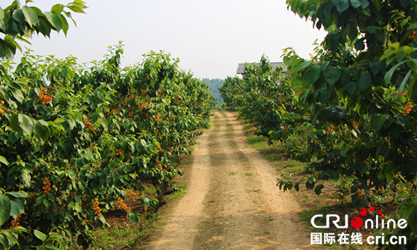 图片默认标题_fororder_徐杰樱桃园