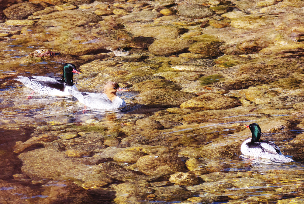 多种珍稀候鸟云集佛坪越冬