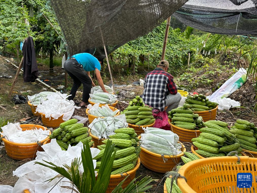 海南三亚:冬春季瓜菜收获忙_fororder_2023122762200e18e2a44867aa339b7907aa2249_20231227473cc967eeb744f181dabecc7ce3b38c